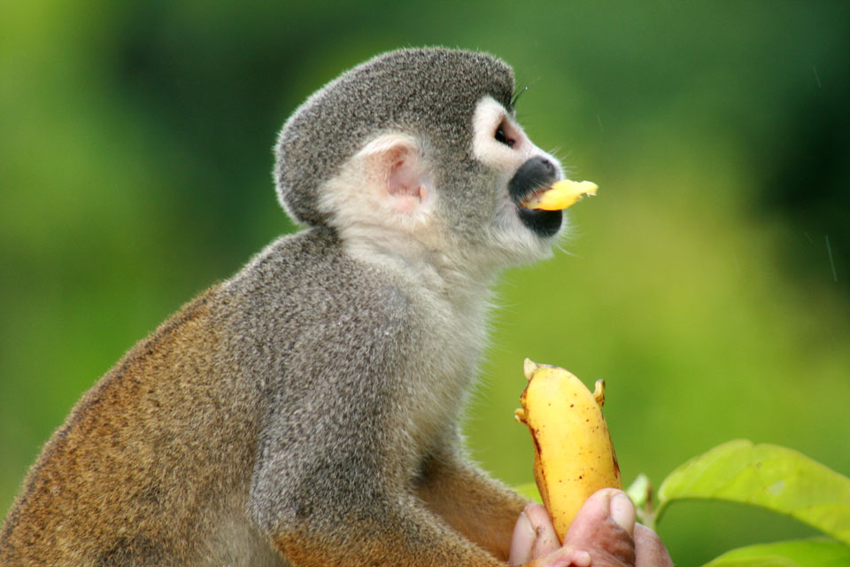 mono fraile amazonas colombia amazonas picoloro ecoturismo