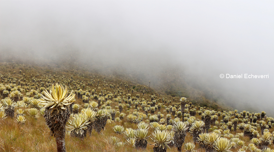 Nevado del Tolima (4 días)