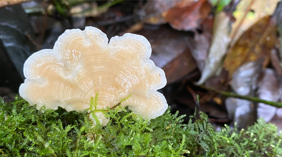 La Arboleda Errante