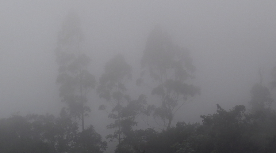 Entender el Bosque de Niebla