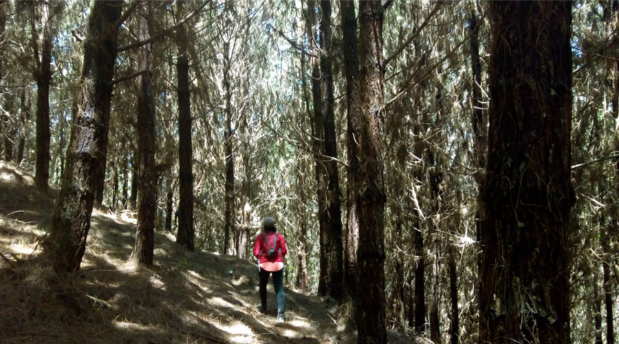 El Bosque de Santa María