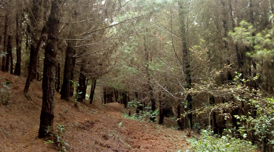 El Bosque de Santa María