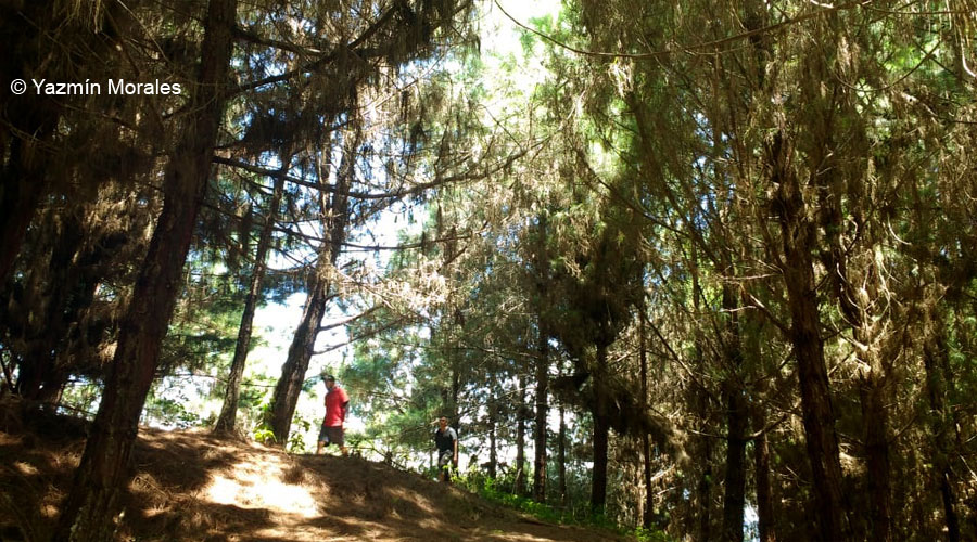 El Bosque de Santa María