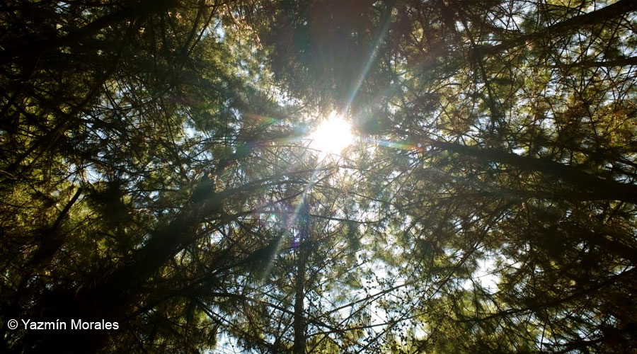 El Bosque de Santa María