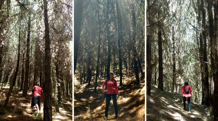 El Bosque de Santa María
