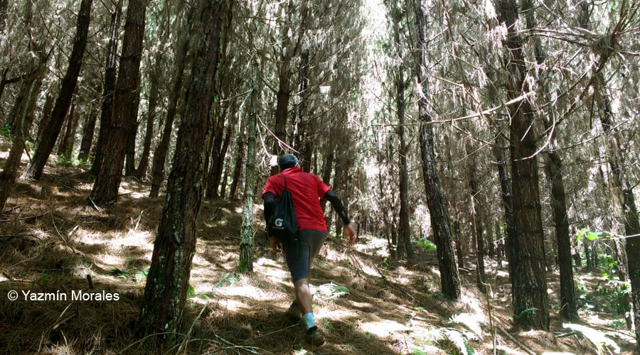 El Bosque de Santa María