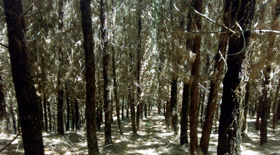 El Bosque de Santa María