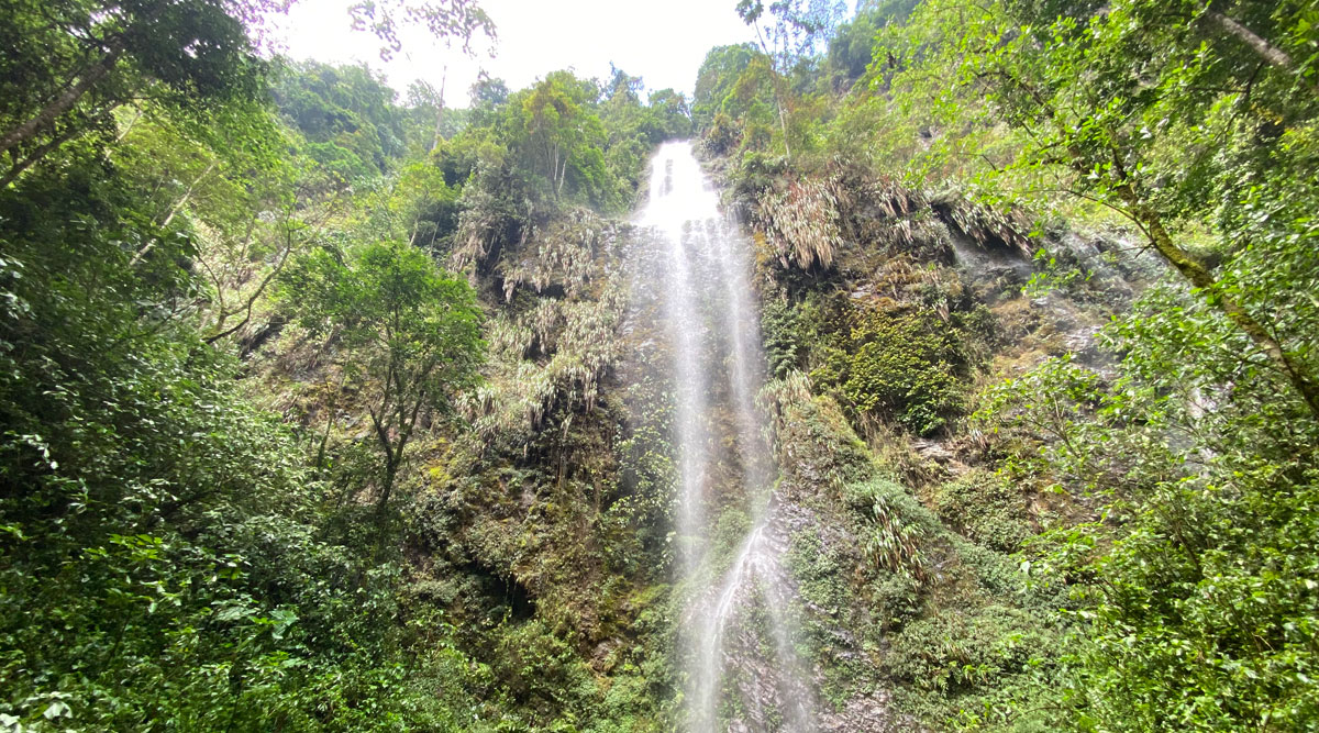 El bosque de Los Sentidos