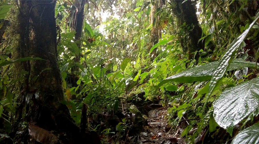 Cascadas: Los Remedios y El Manto de la Virgen