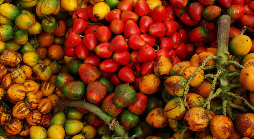Chontaduro, fruto de cualquier palma