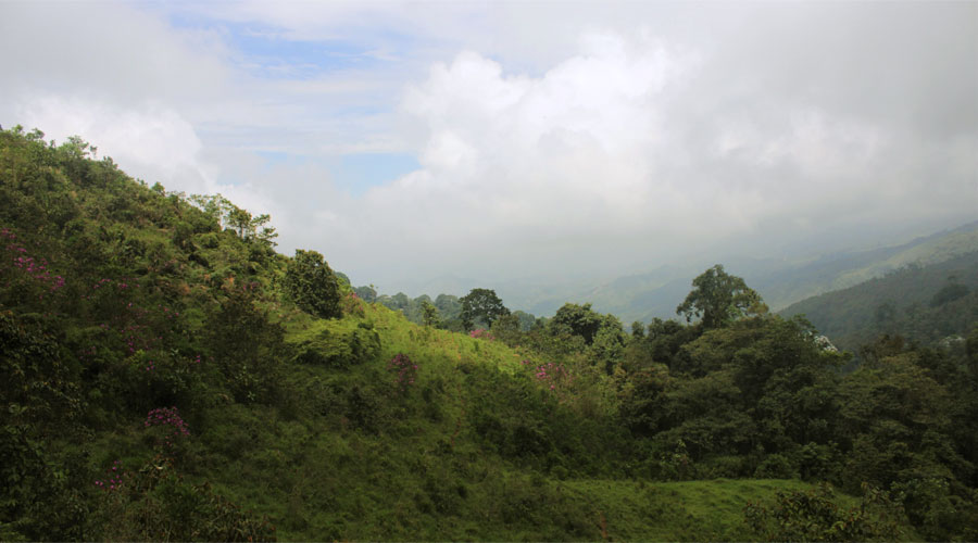 Tocanubes