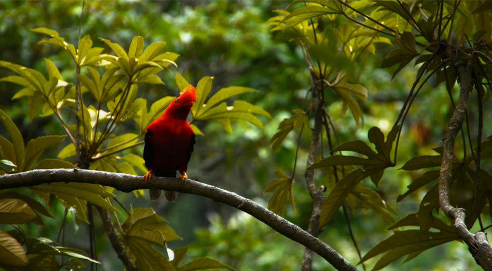 Gallito de Roca en Farallones de Cali