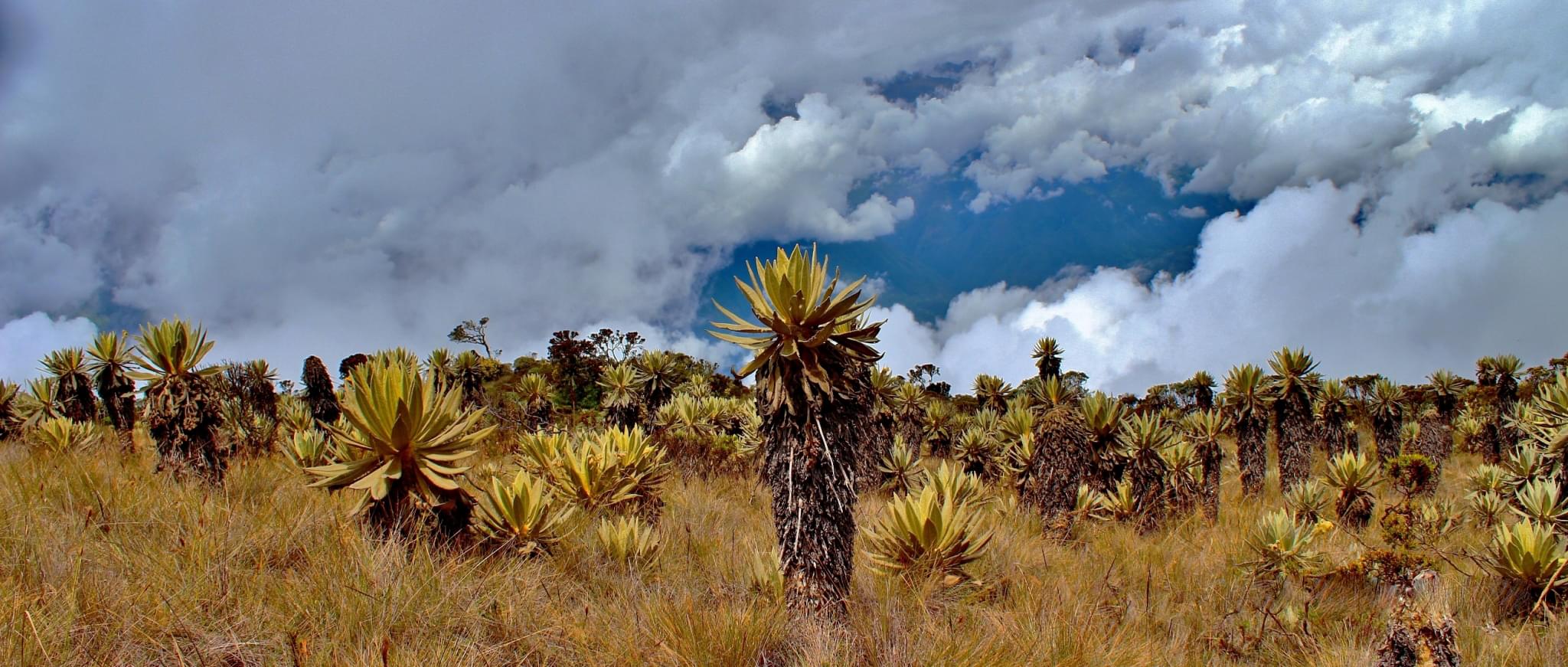 Naturaleza