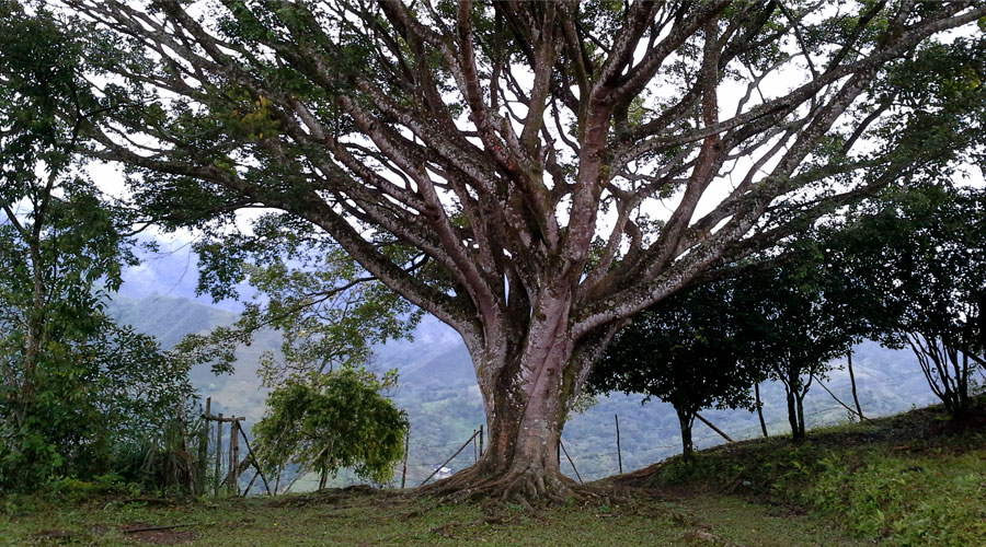 Jamundí en Panorámica