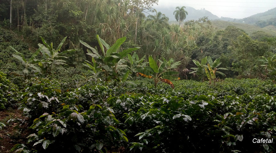 Chorrera Blanca Jamundí
