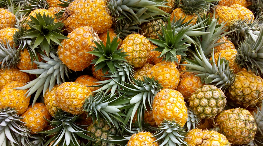 Pinos Paveños