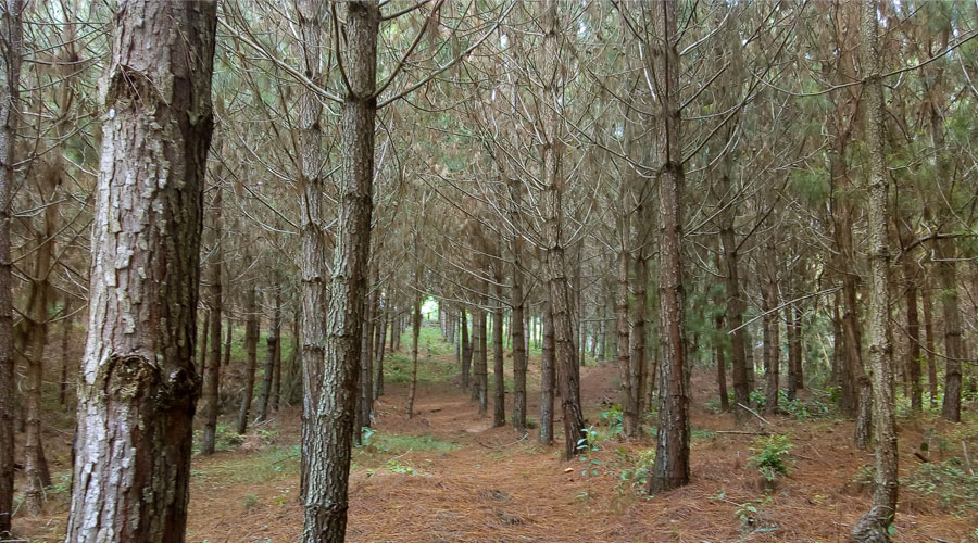Pinos Paveños