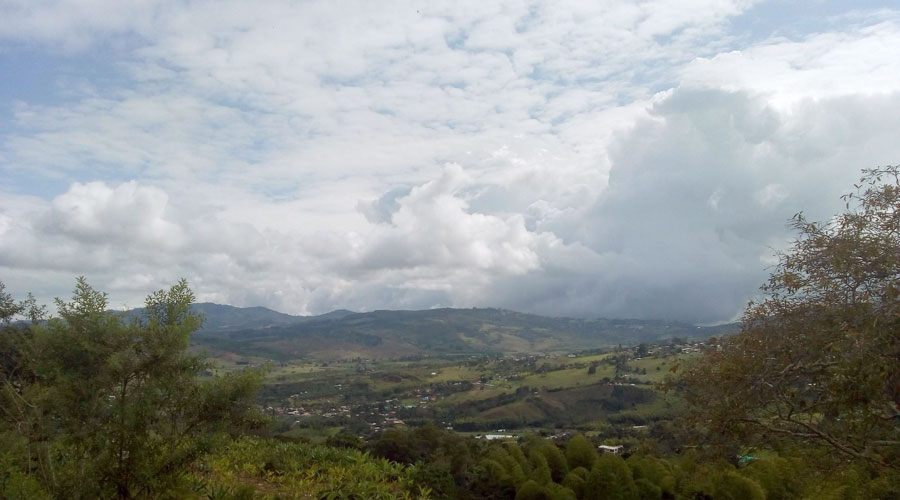Pinos Paveños