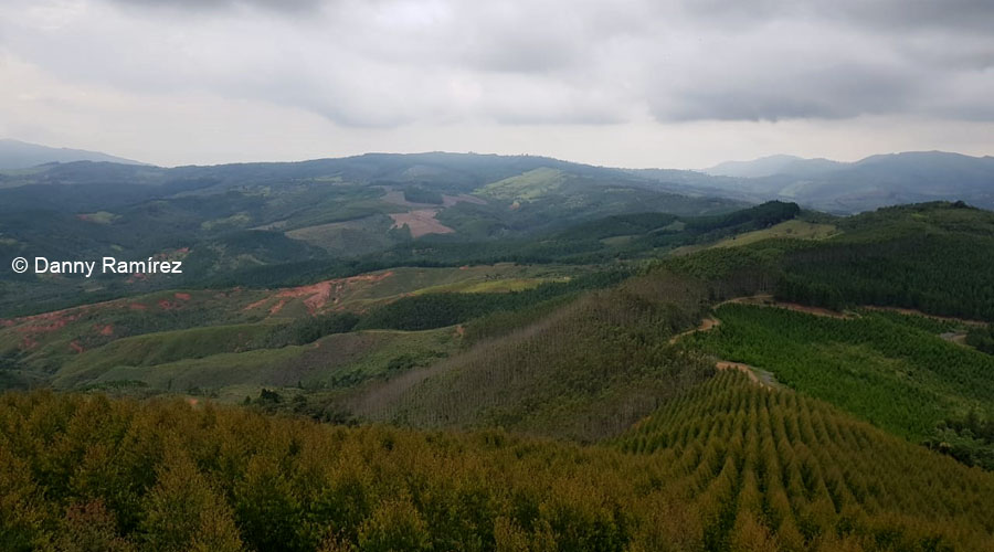 Pinos Paveños