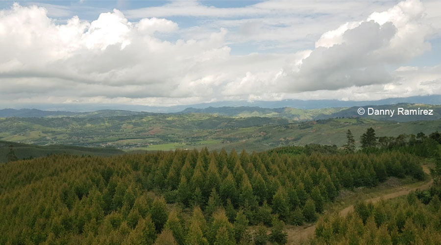 Pinos Paveños