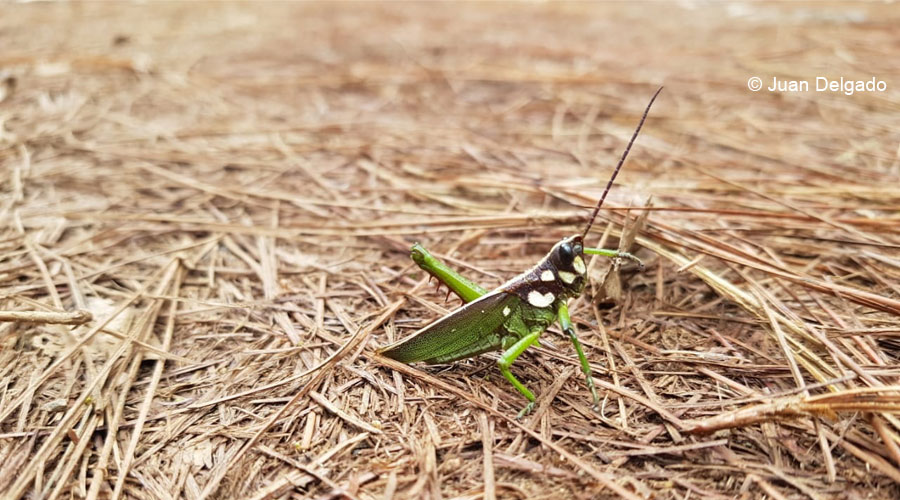 Pinos Paveños