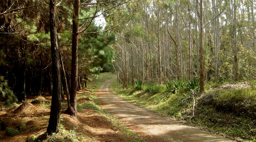 Pinos Paveños