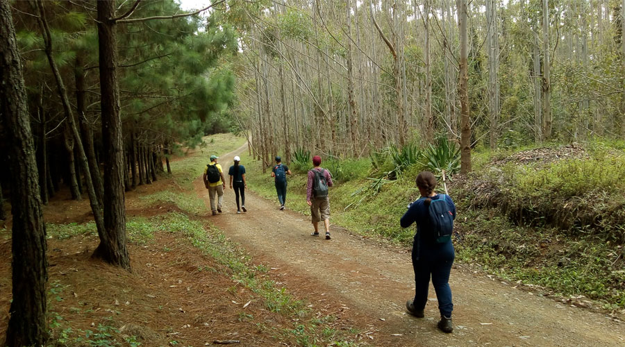 Pinos Paveños