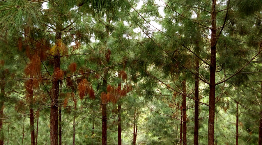 Pinos Paveños