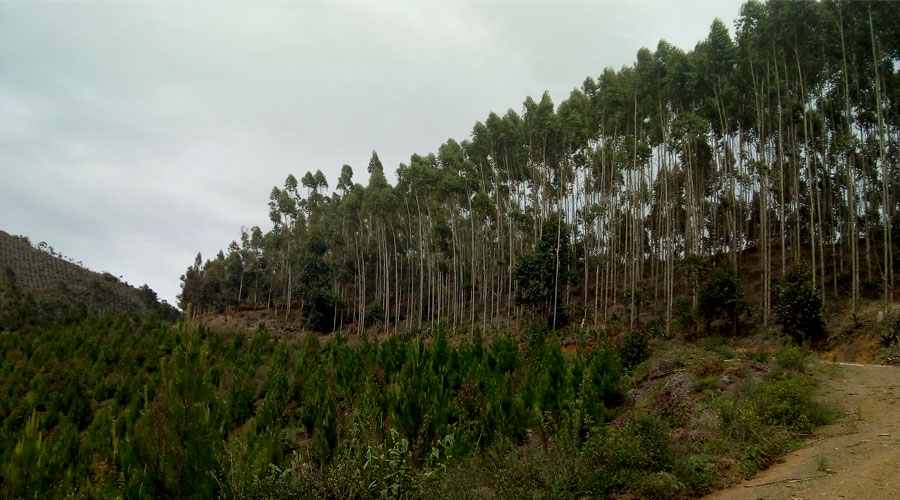 Pinos Paveños