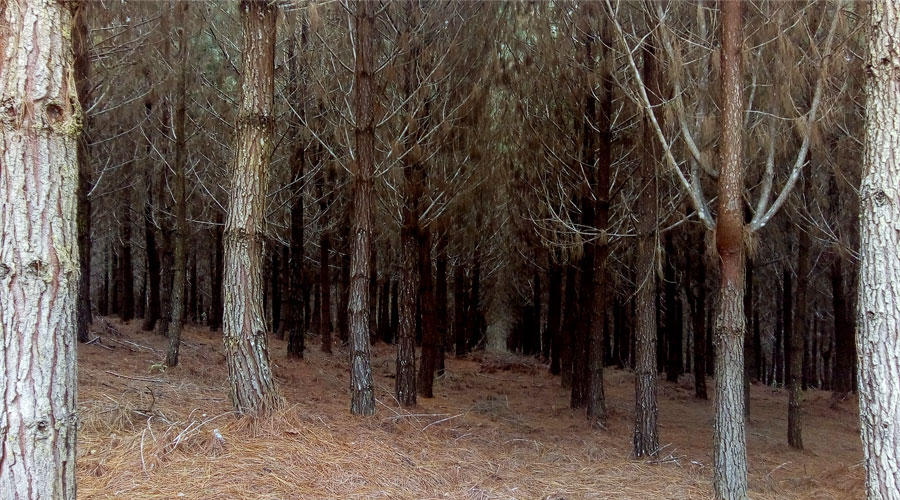 Pinos Paveños