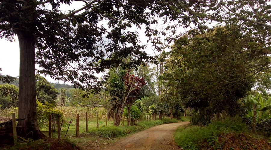 Pinos Paveños