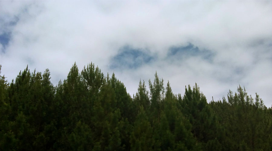 Pinos Paveños