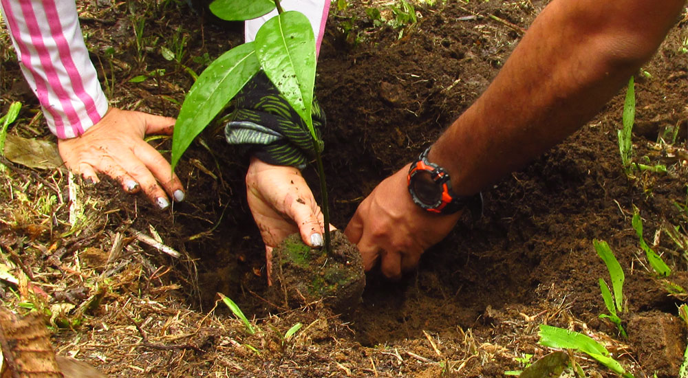 Reforestando en el Día Mundial del Medio Ambiente