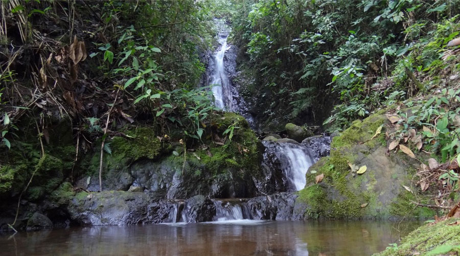 Bonanza, la reserva que conserva el roble negro