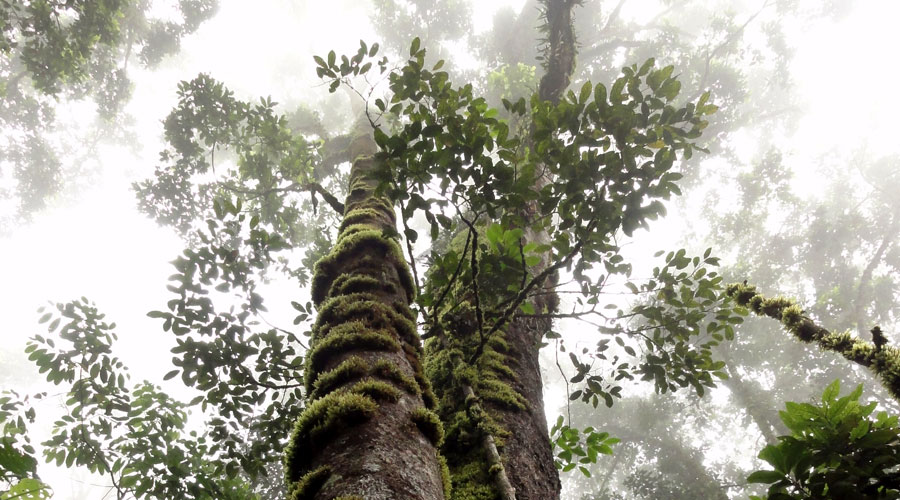 Bonanza, la reserva que conserva el roble negro
