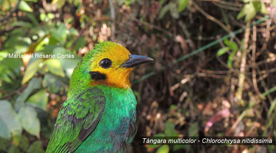 Bonanza, la reserva que conserva el roble negro