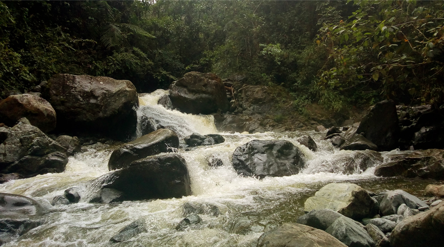La Sonadora