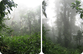 Bosque de niebla, Farallones de Cali, Colombia