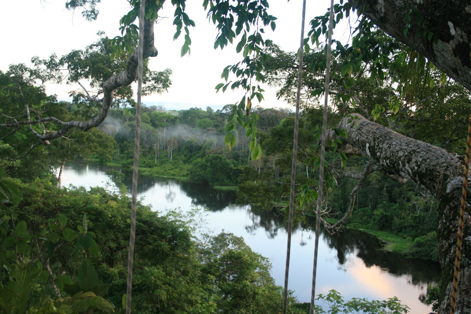 canopy marasha amazonas picoloro ecoturismo