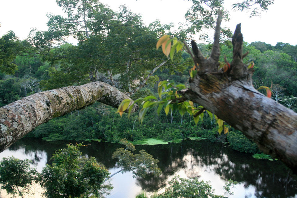 canopy marasha amazonas picoloro ecoturismo