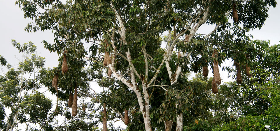 nido arrendajos amazonas colombia picoloro ecoturismo