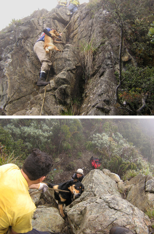 Perros escaladores en Pico Pance