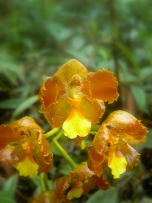 Orquídea encontrada en el sendero
