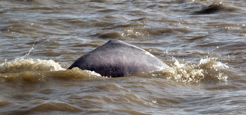 delfines rio meta picoloro ecoturismo