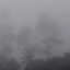 Bosque de Niebla Dapa Kilómetro 18 Picoloro Ecoturismo