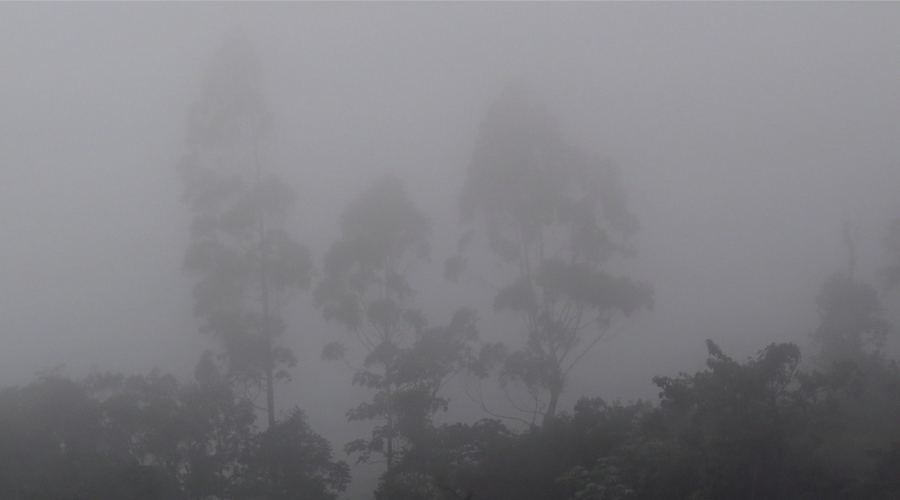 Bosque de Niebla Dapa Kilómetro 18 Picoloro Ecoturismo