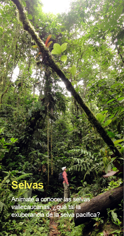 Selvas Valle del Cauca Picoloro Ecoturismo
