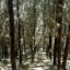 Bosque Santa Maria Dagua Picoloro Ecoturismo